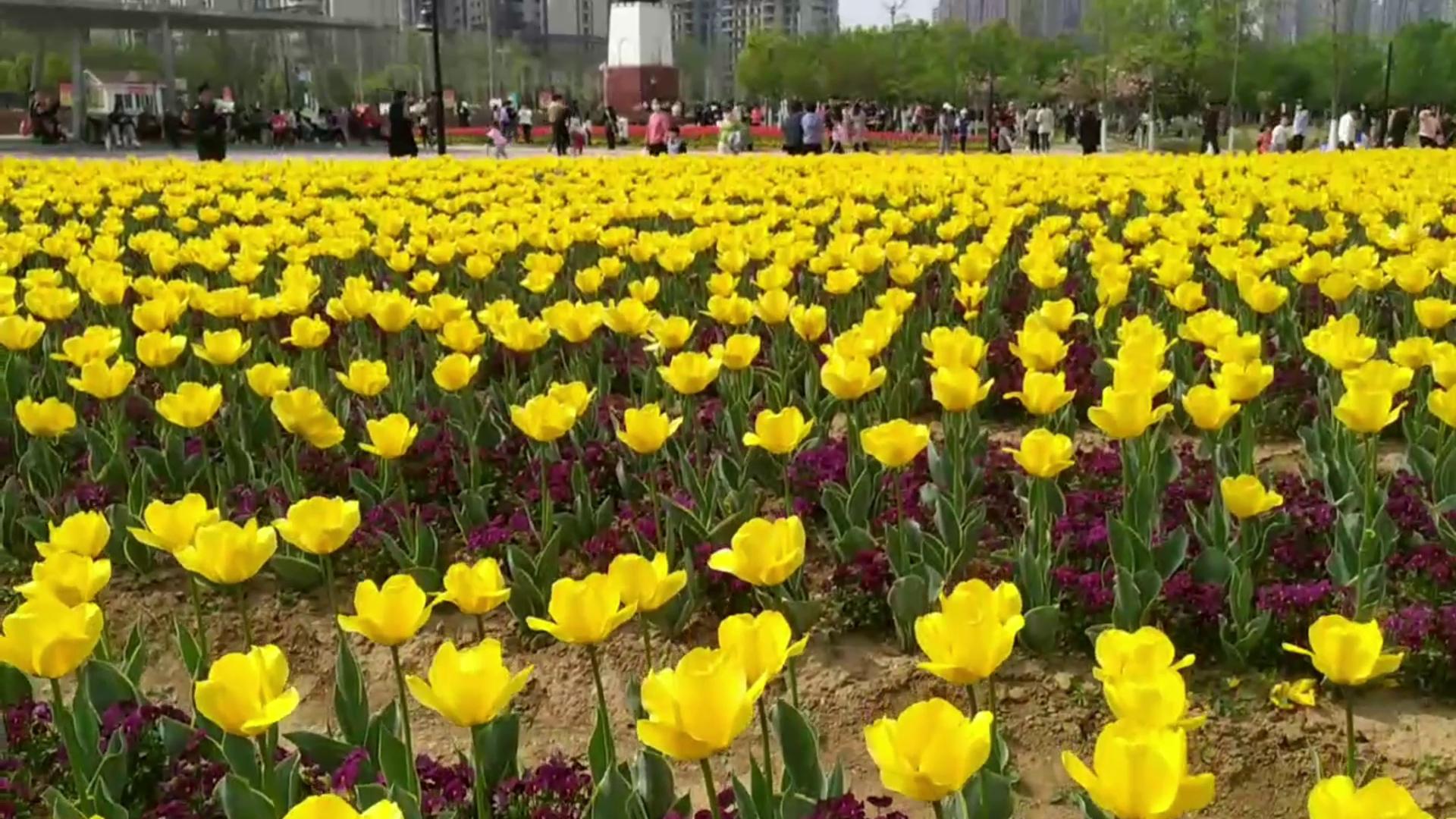 花香四溢扑鼻来 郁金香花开惹人醉