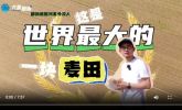 72变 | 这块麦田 何以创造奇迹